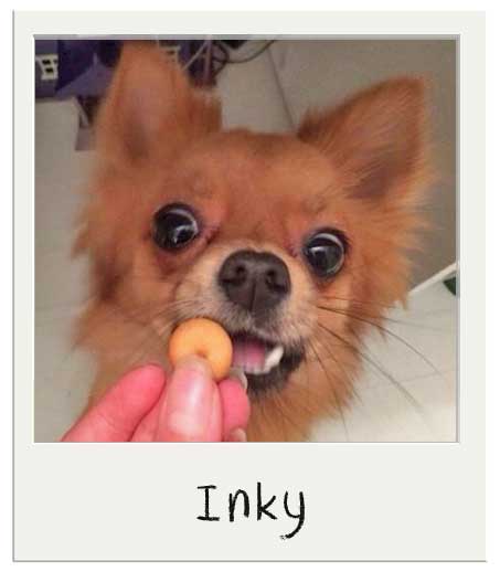 Inky aime nos Mini Friandises pour chiens Miel BIO